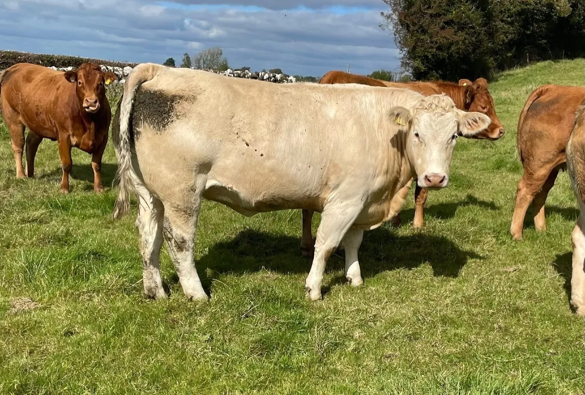 In Calf Heifers - Image 1