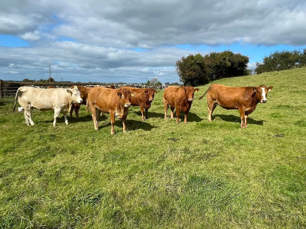 In Calf Heifers - Image 2