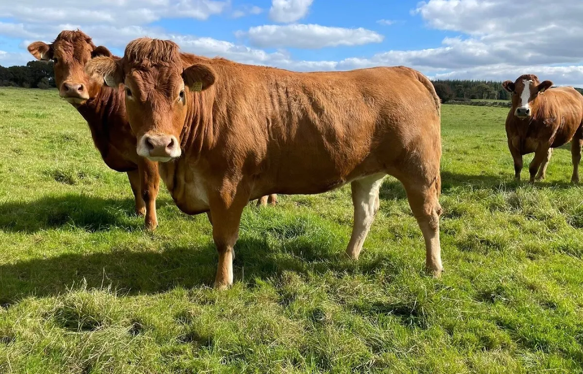 In Calf Heifers - Image 3