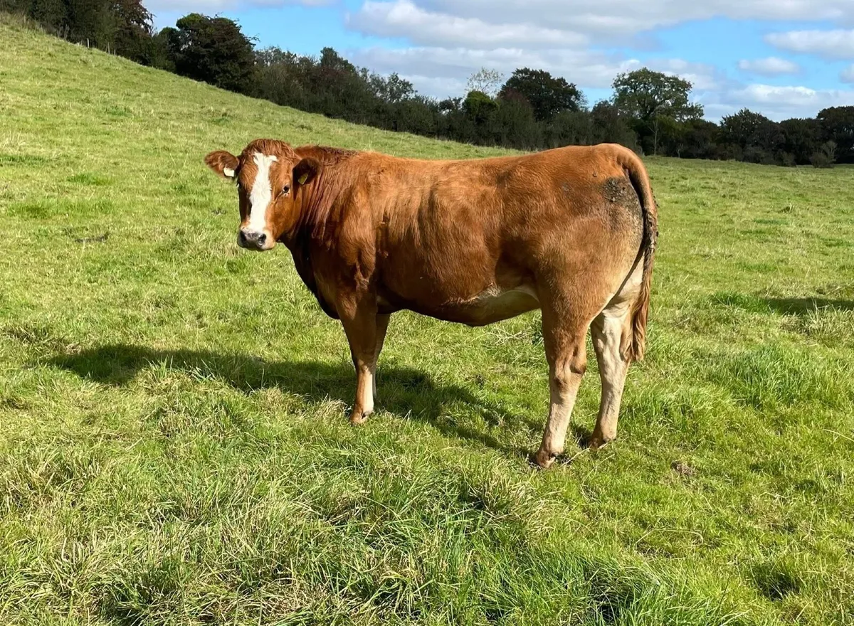 In Calf Heifers - Image 4