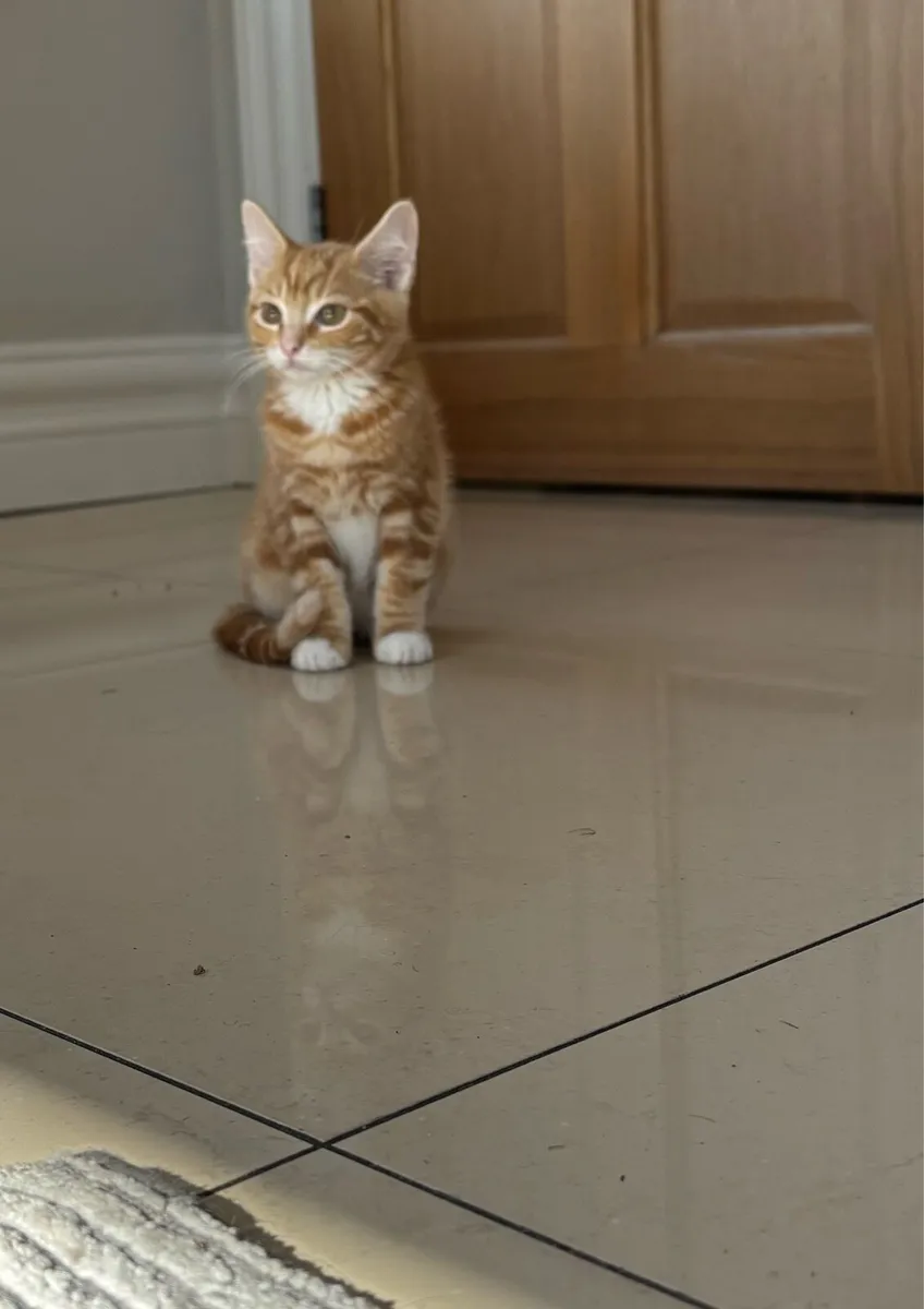 Beautiful kittens *can deliver if needed* - Image 2
