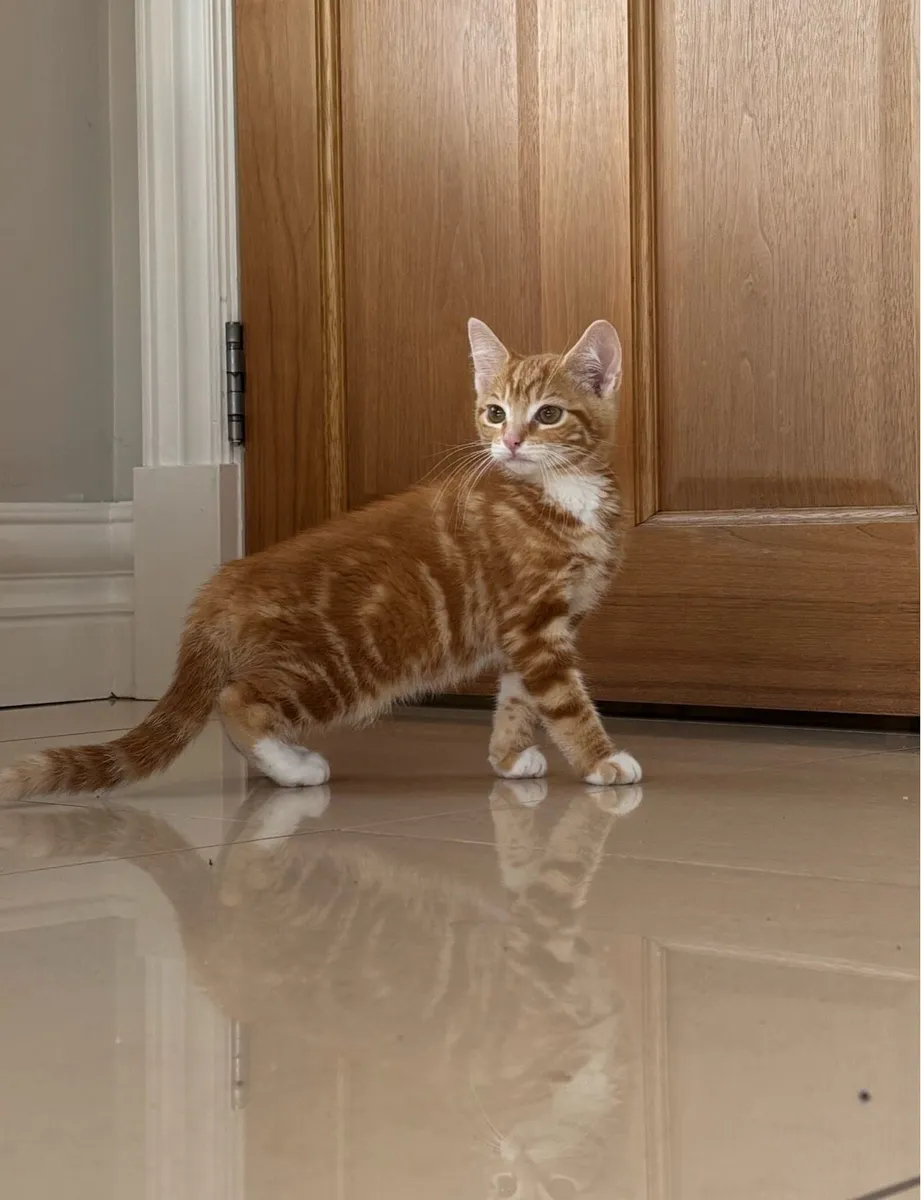 Beautiful kittens *can deliver if needed* - Image 3