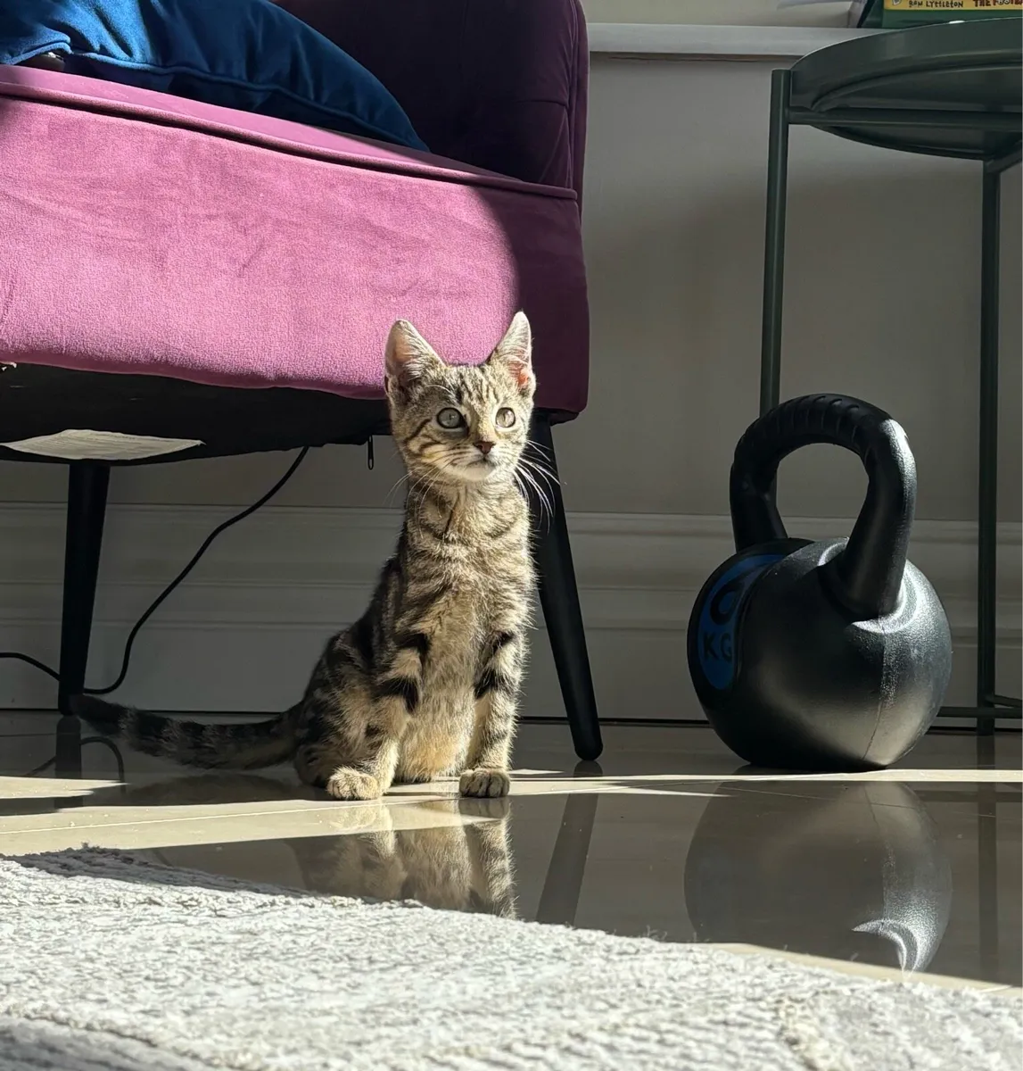 Beautiful kittens *can deliver if needed* - Image 4