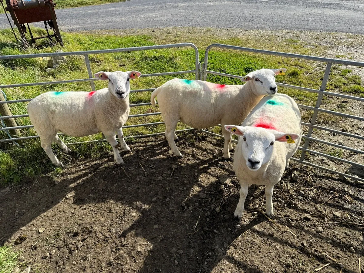 Ewe Lambs - Image 1