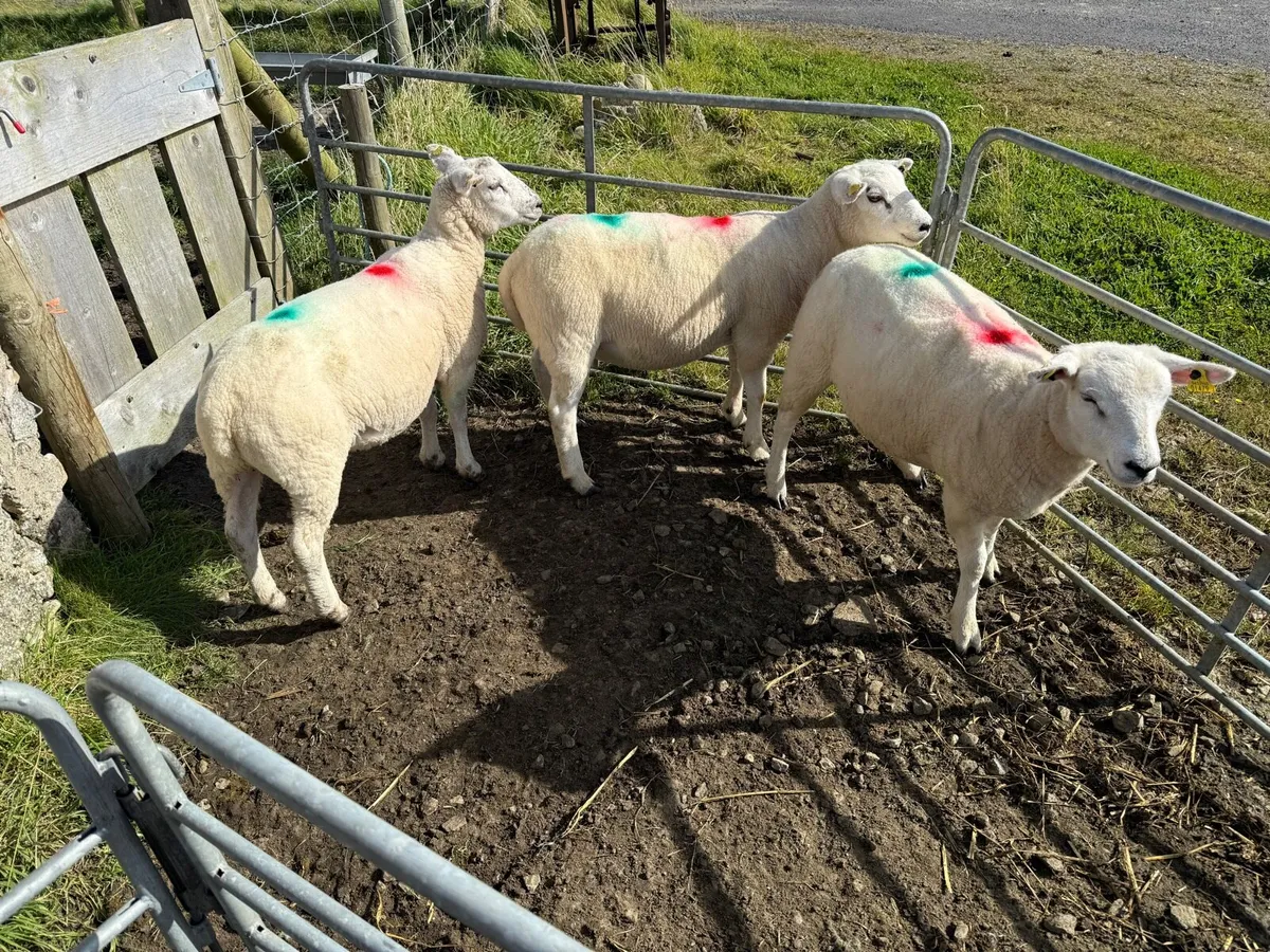 Ewe Lambs - Image 2