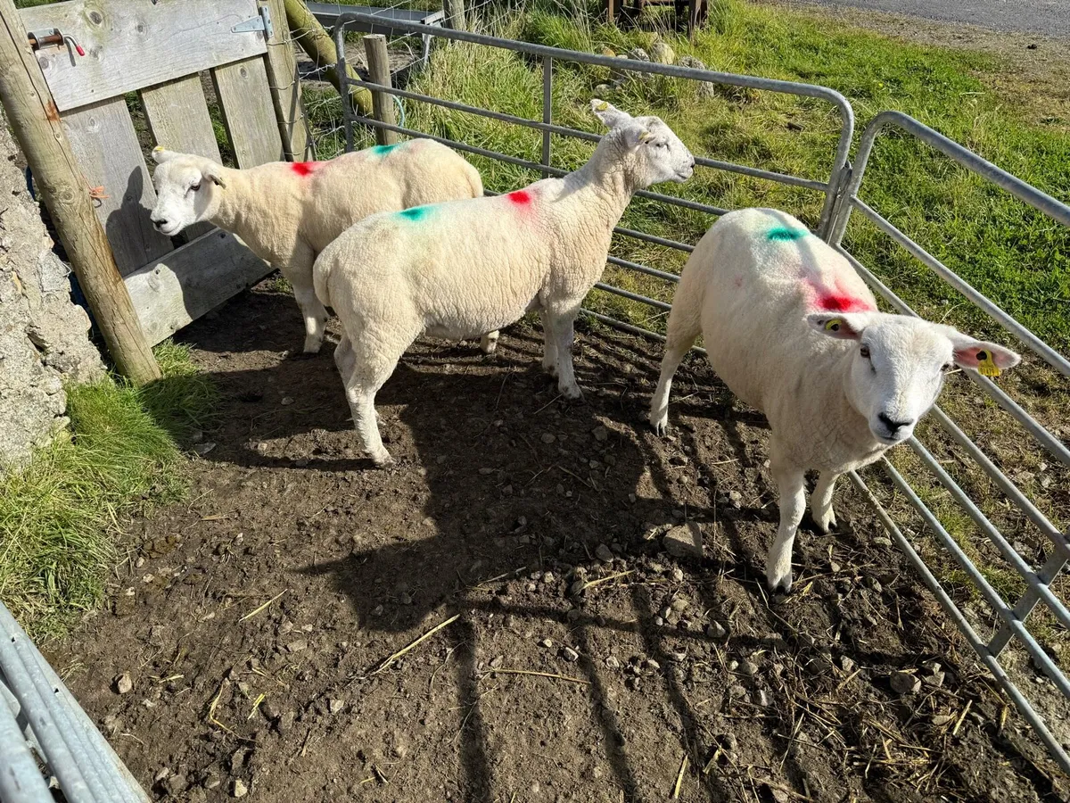 Ewe Lambs - Image 3