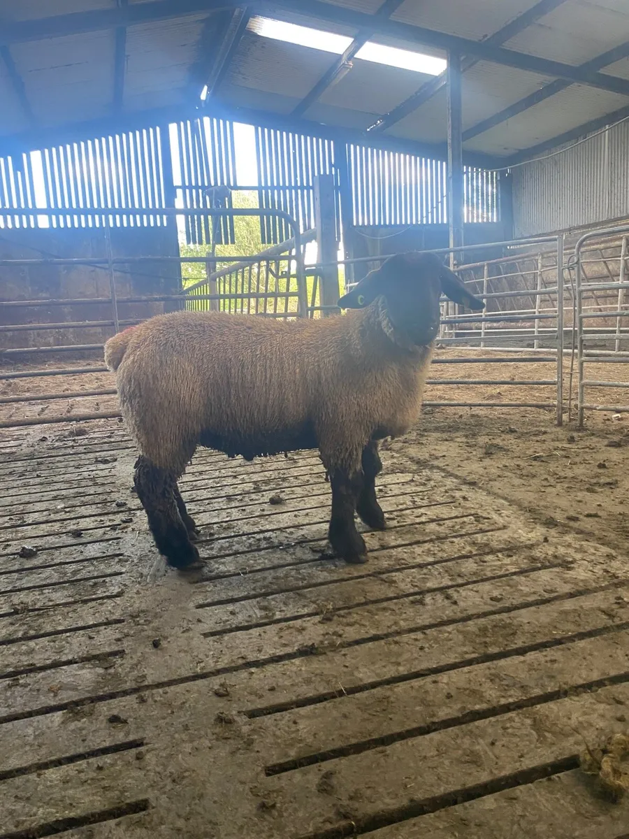 Pbnr Suffolk ram lamb - Image 2