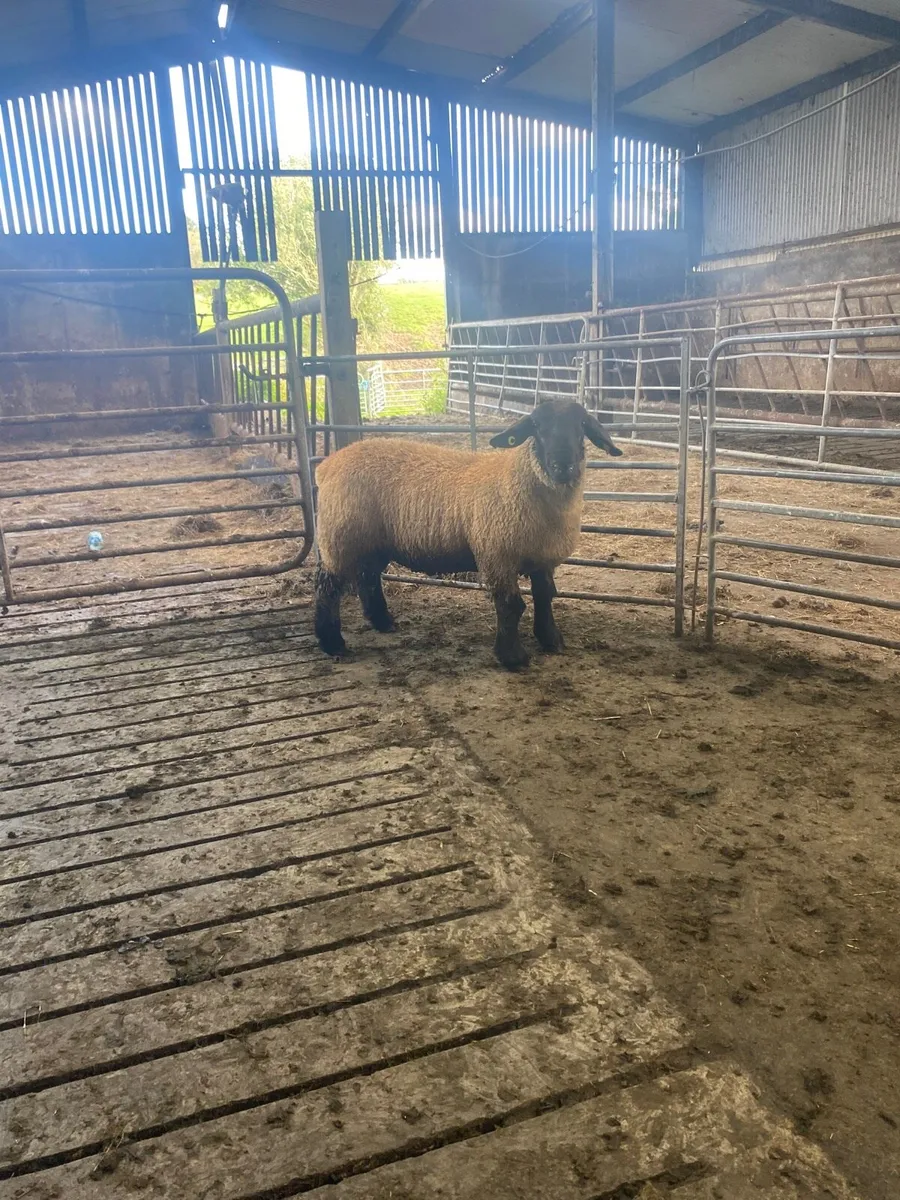 Pbnr Suffolk ram lamb - Image 3
