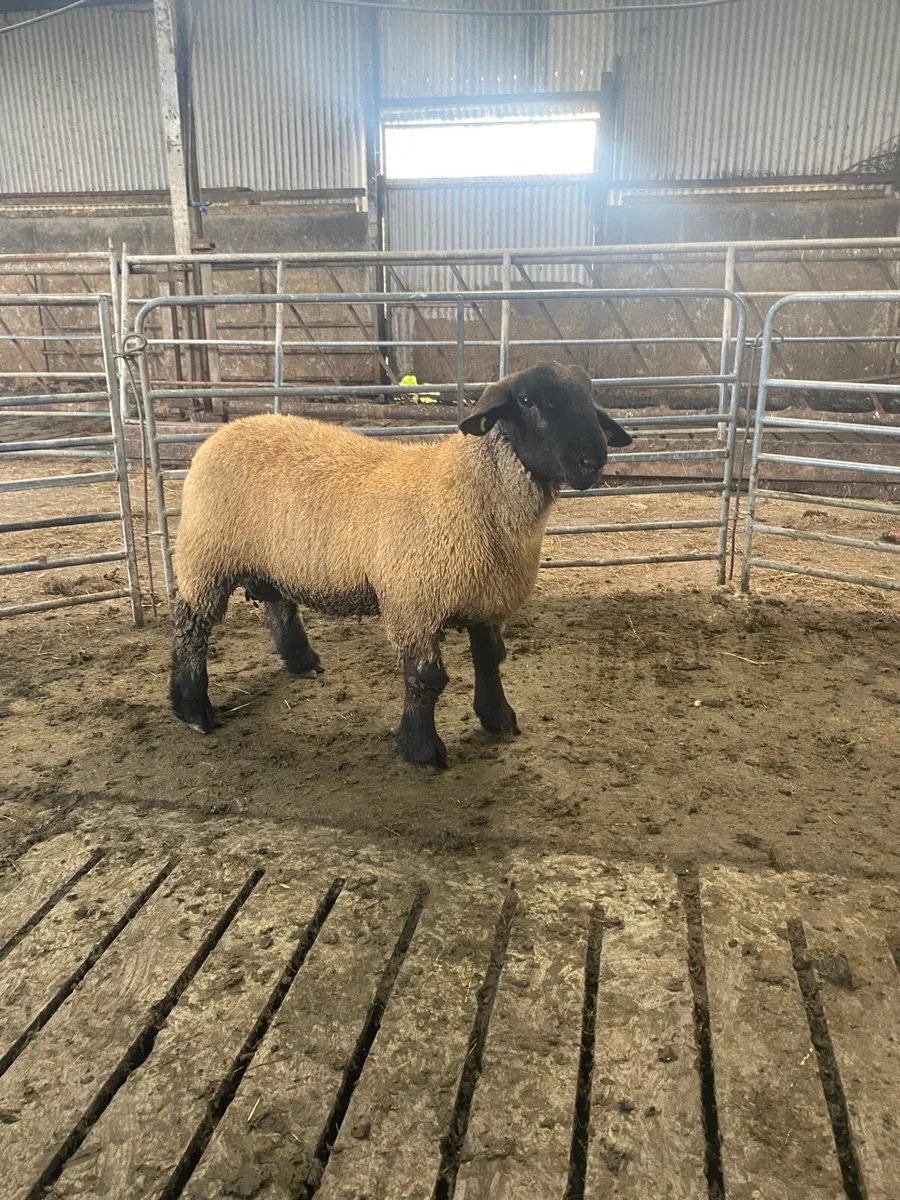 Pbnr Suffolk ram lamb - Image 4