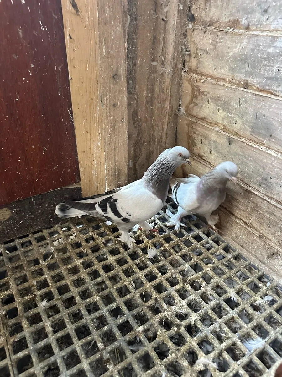 Takla pigeons - Image 1