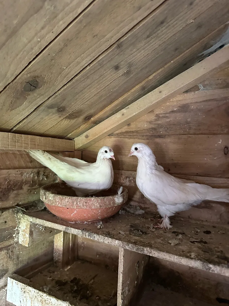 Takla pigeons - Image 2