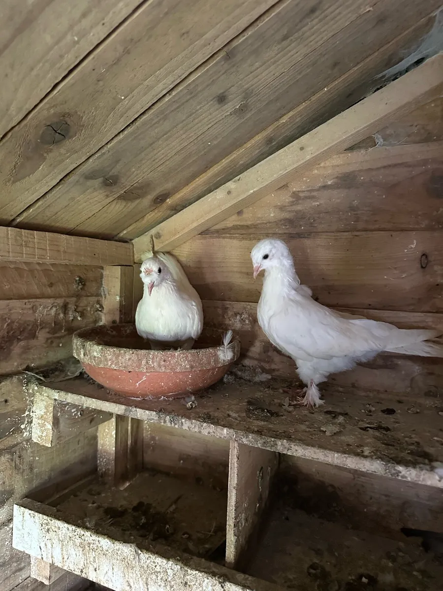 Takla pigeons - Image 3