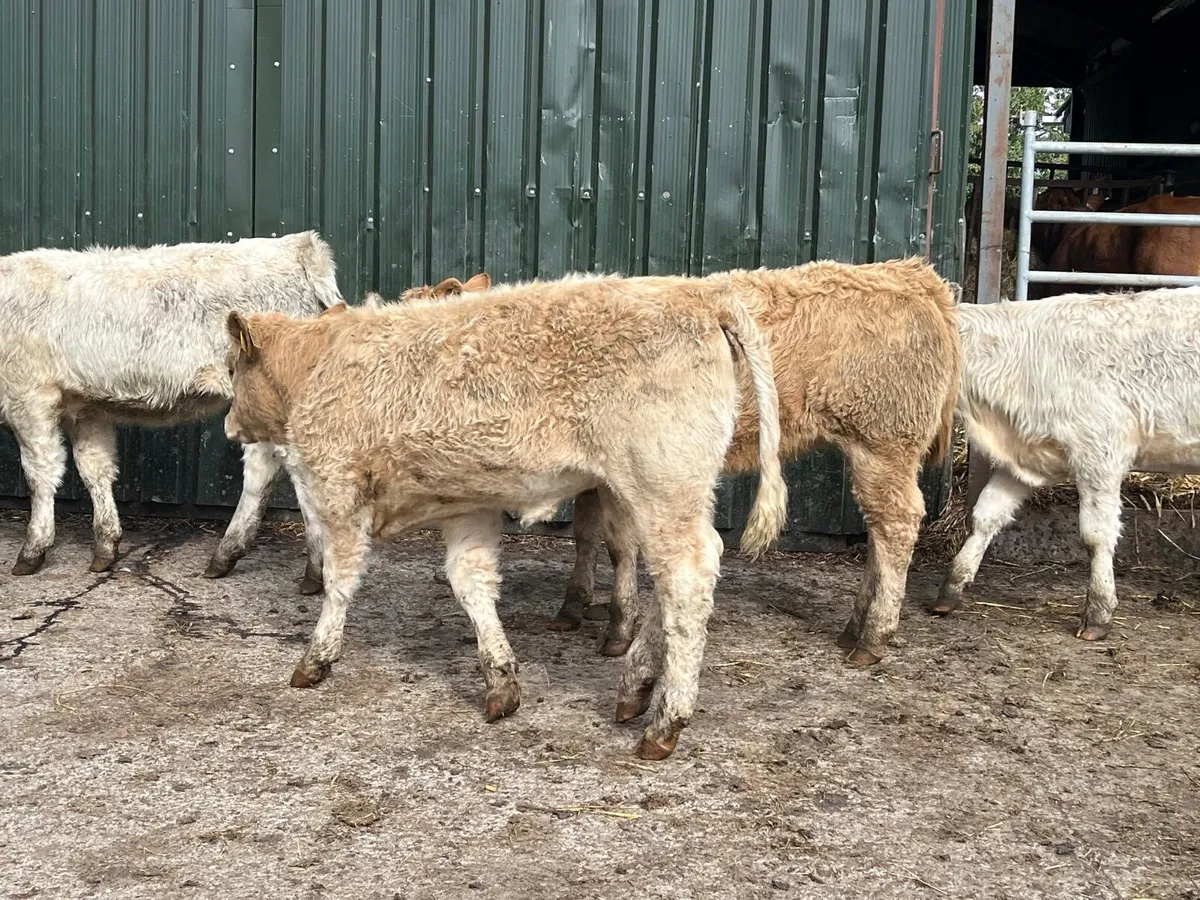 5 super u grade charlaois heifers - Image 1