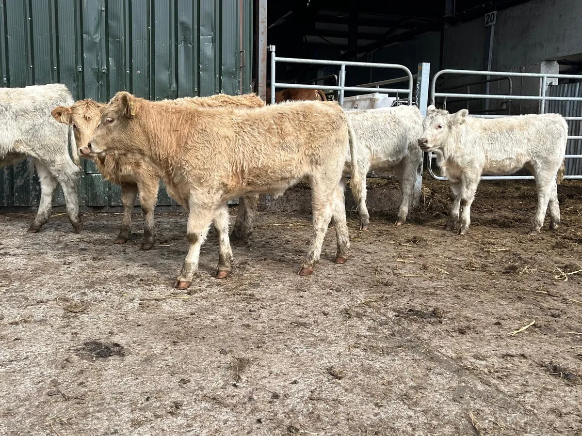 5 super u grade charlaois heifers - Image 2