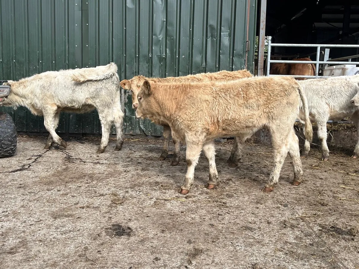 5 super u grade charlaois heifers - Image 3