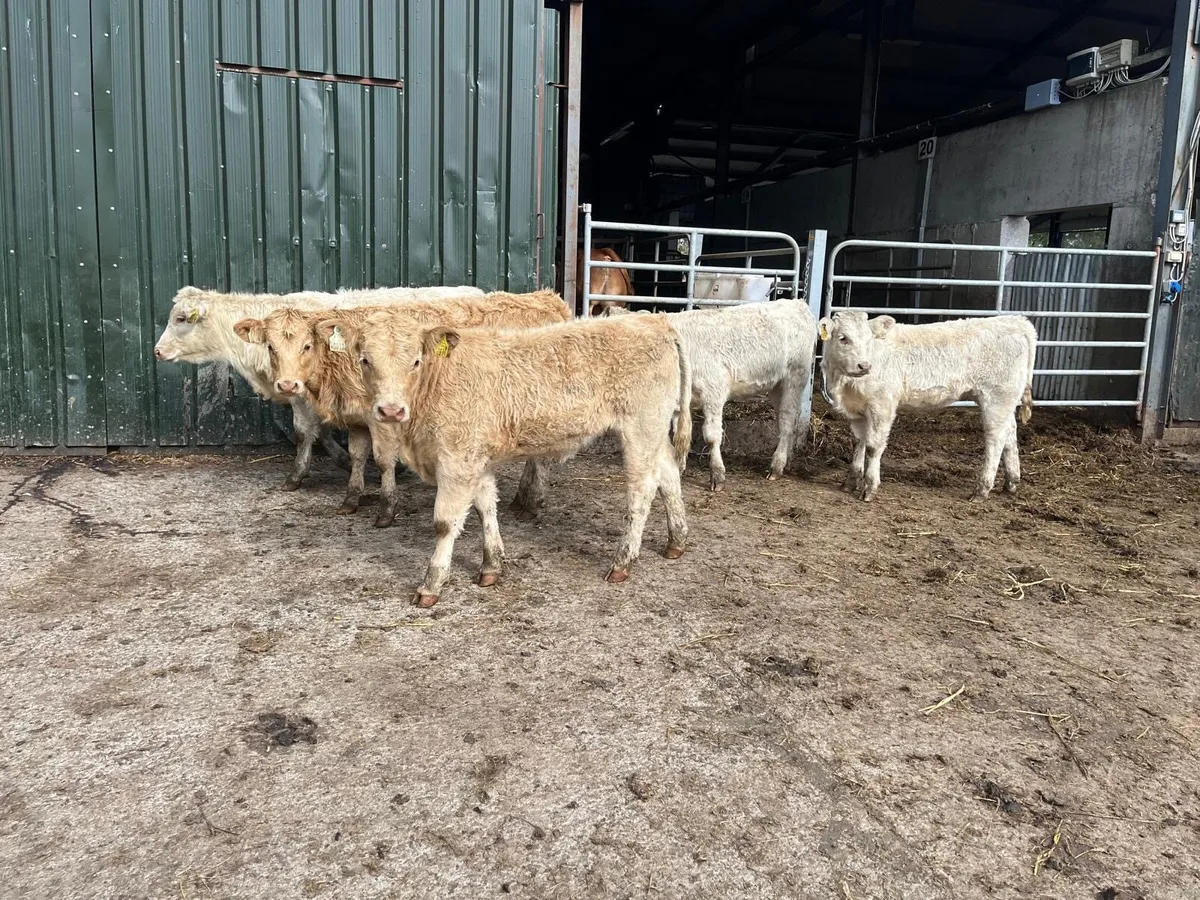 5 super u grade charlaois heifers - Image 4