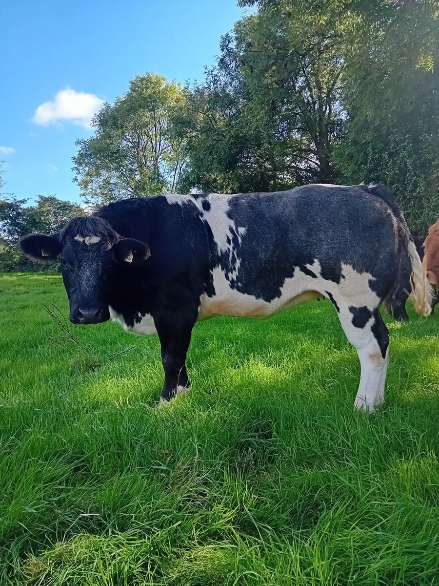 BBX Breeding Heifer - Image 1