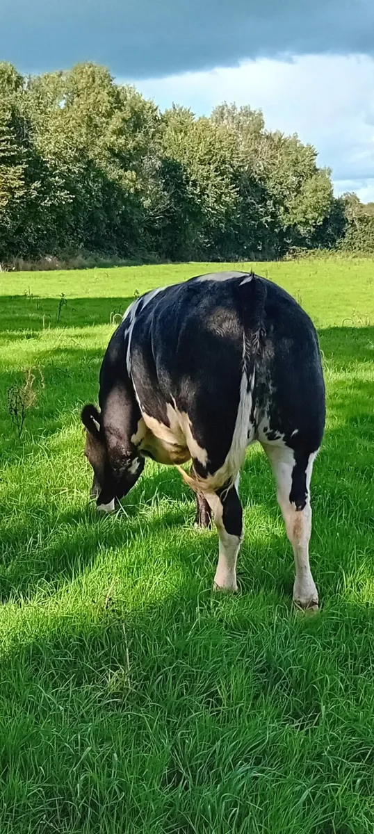BBX Breeding Heifer - Image 2
