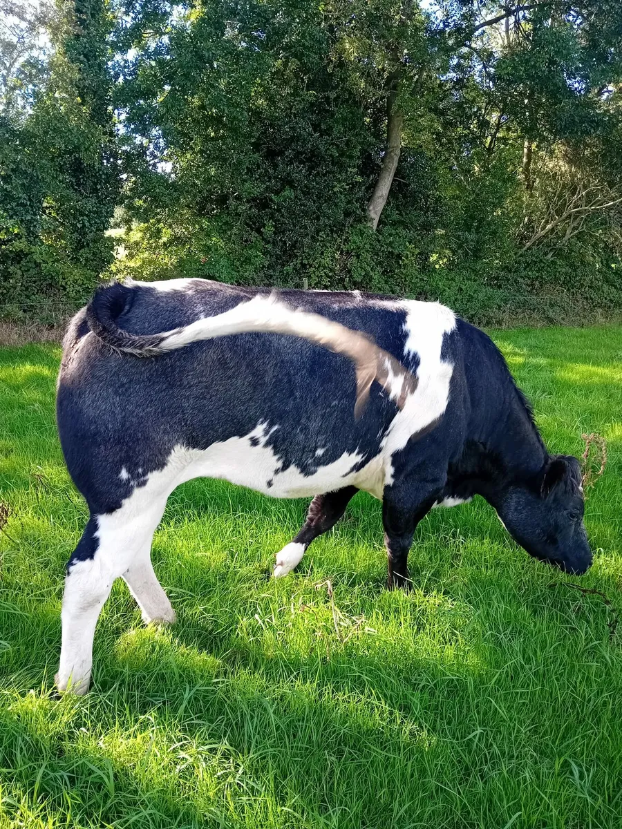 BBX Breeding Heifer - Image 3