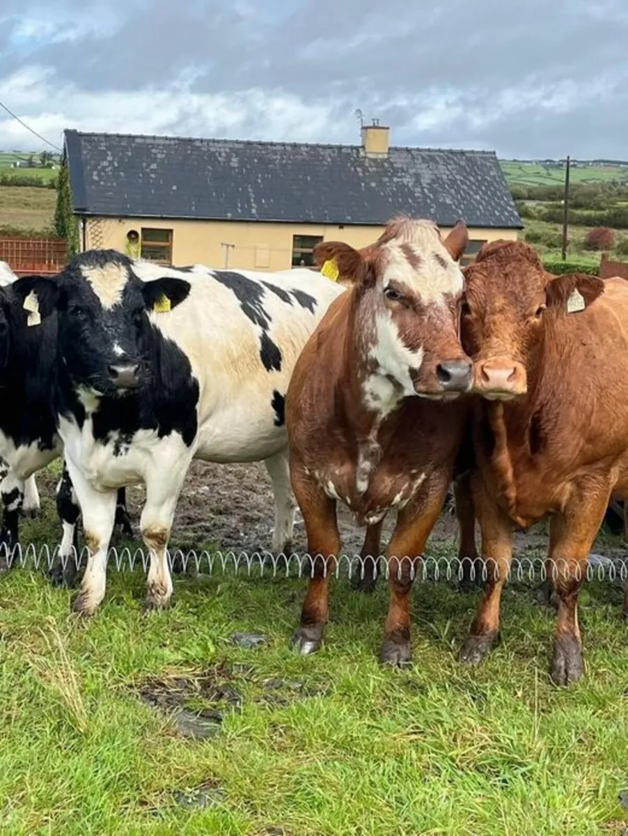 Ennis Mart Tuesday 30th September - Image 2