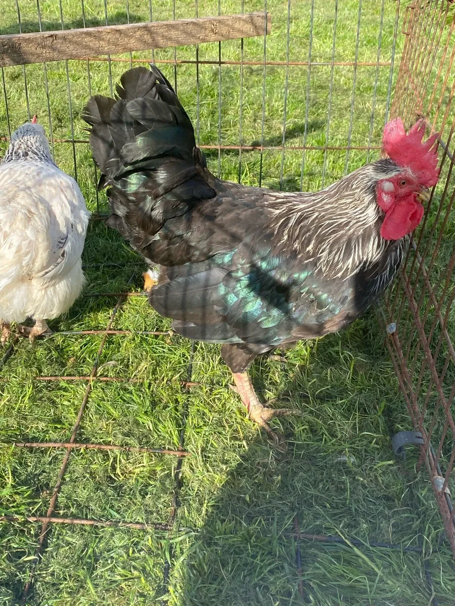 Pullets and hens - Image 4