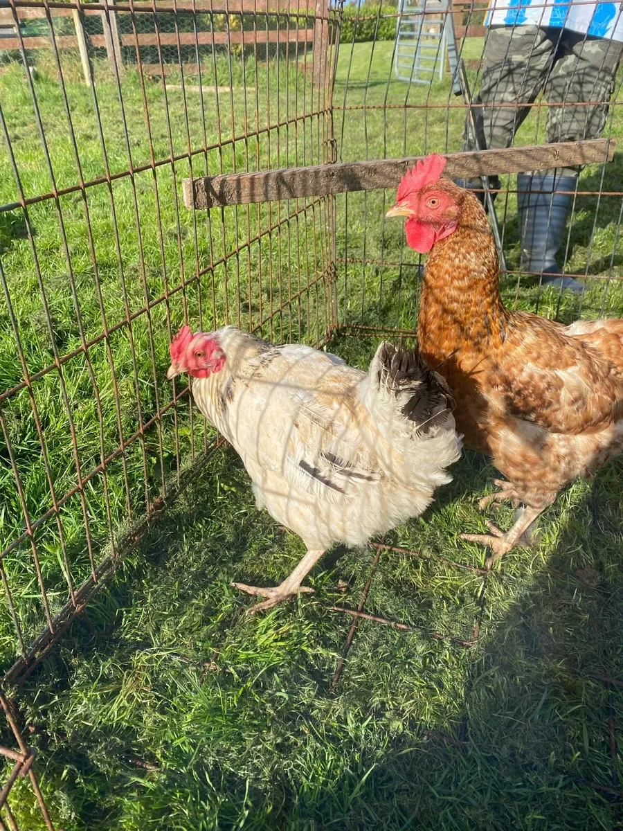 Pullets and hens - Image 2