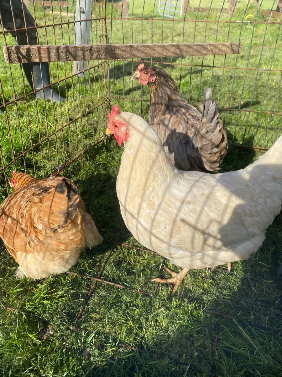Pullets and hens - Image 1