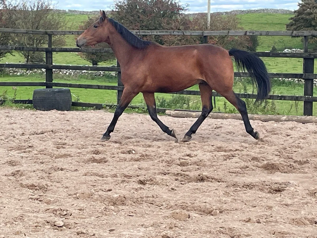 3 yr old gelding - Image 2