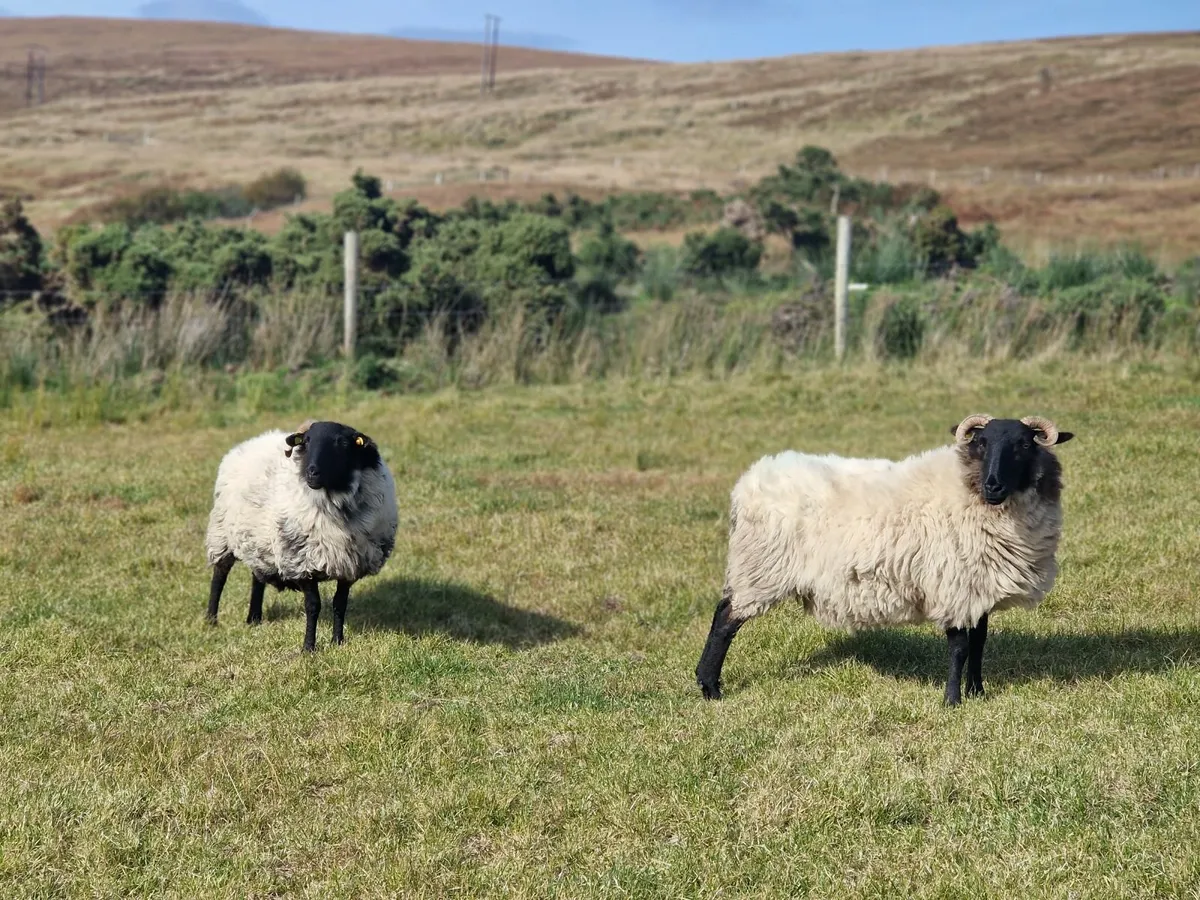 Sheep - Image 1