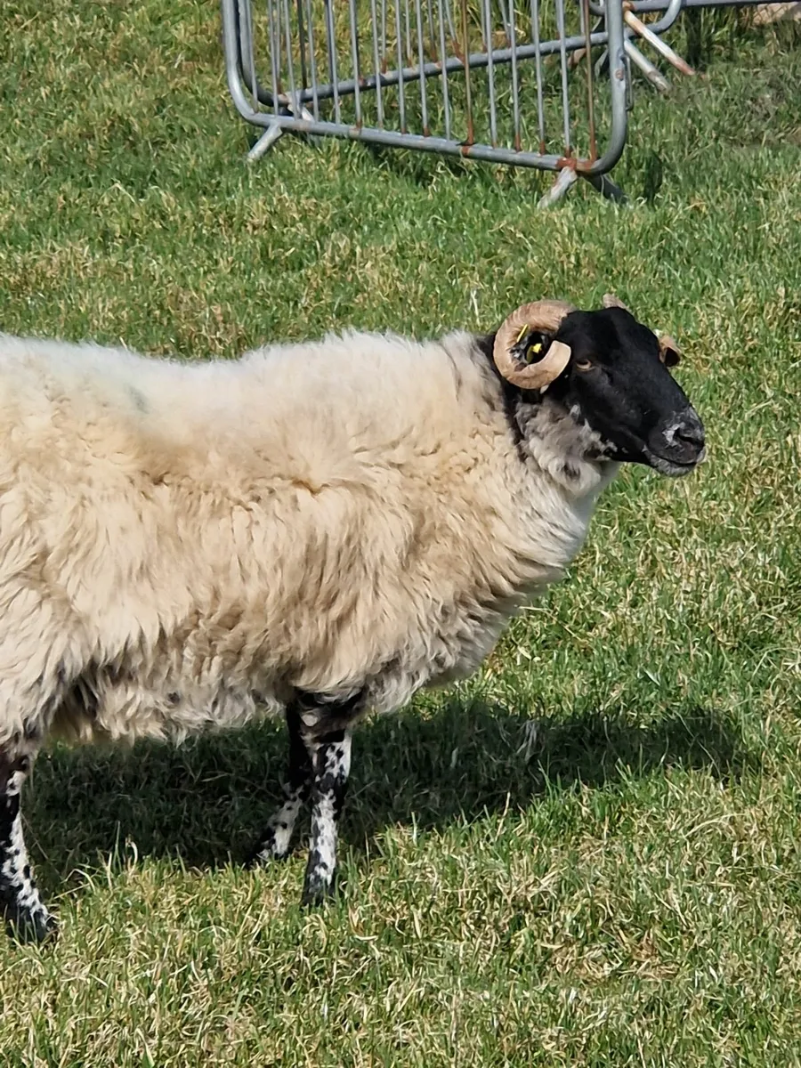 Sheep - Image 2