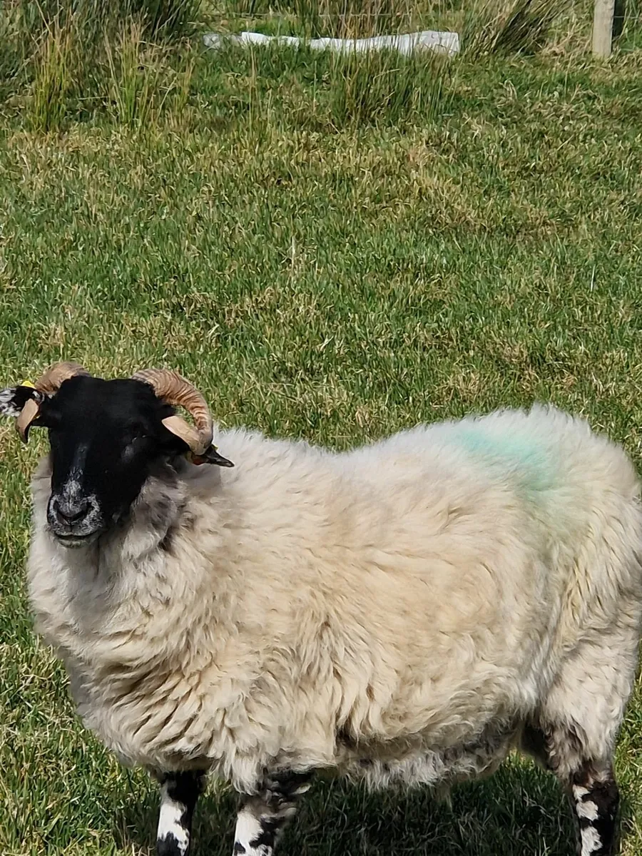 Sheep - Image 3