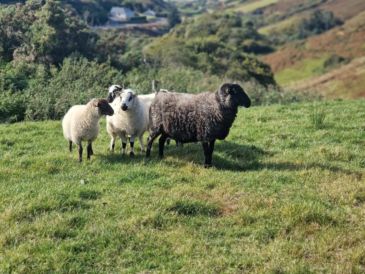Sheep - Image 4