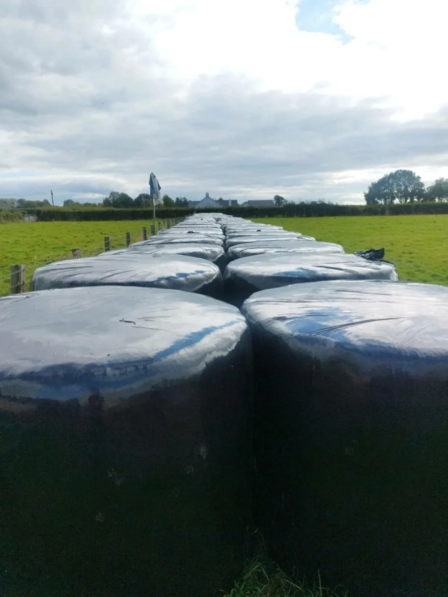 Silage bales - Image 1
