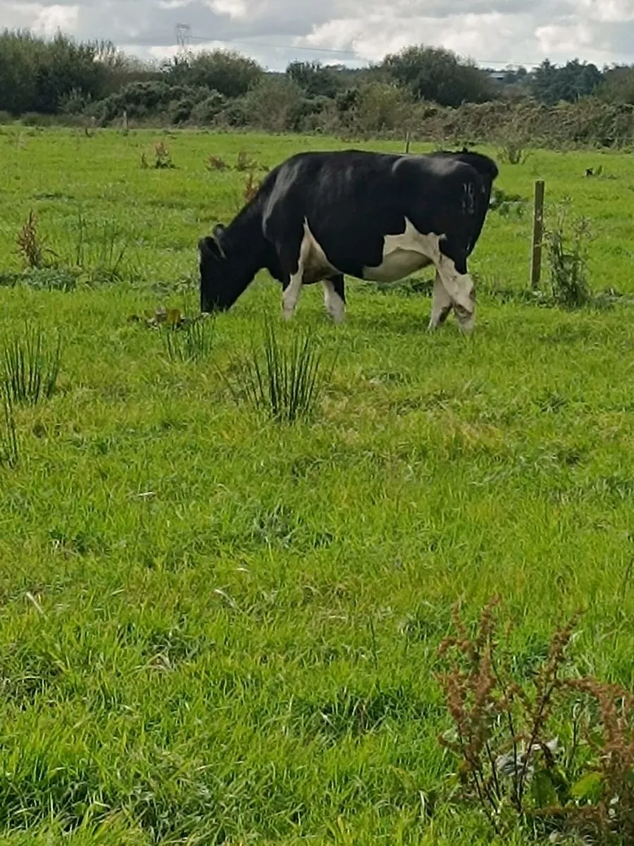 British Friesian In calf Heifers - Image 3