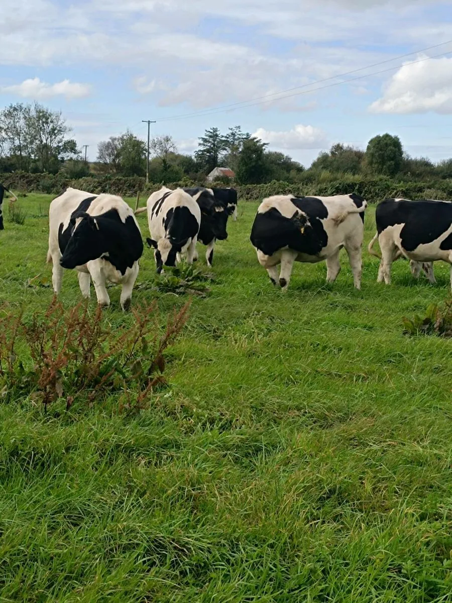 British Friesian In calf Heifers - Image 1