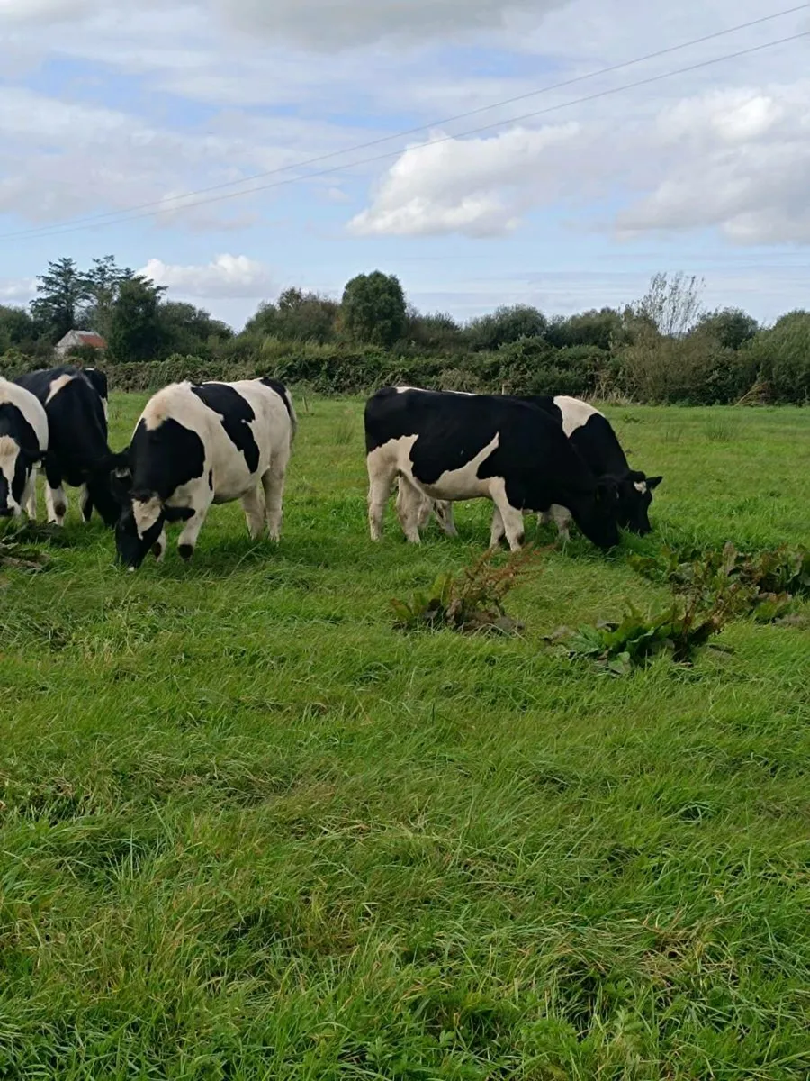 British Friesian In calf Heifers - Image 4