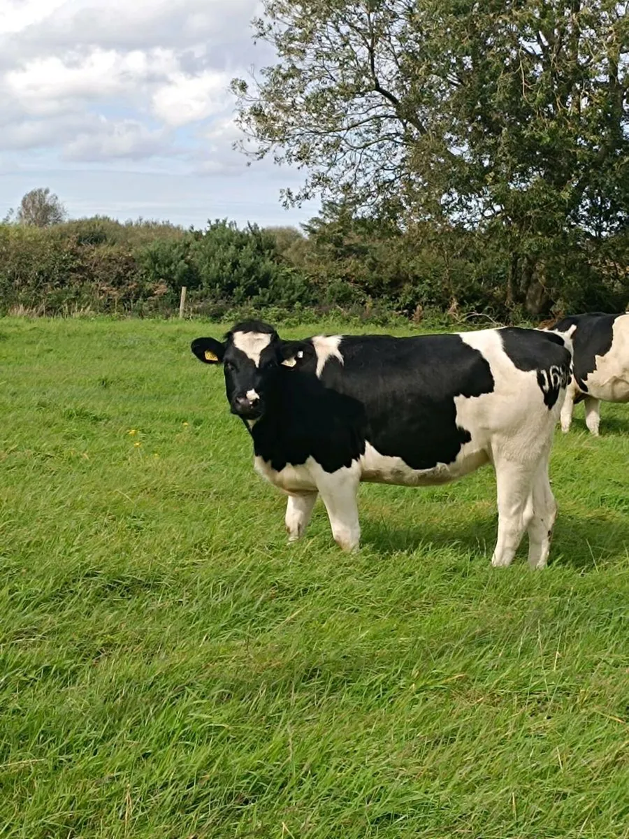 British Friesian In calf Heifers - Image 2