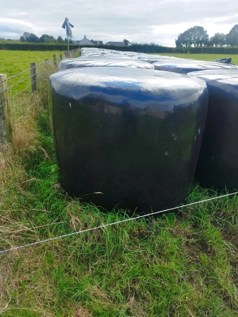 Silage bales - Image 2