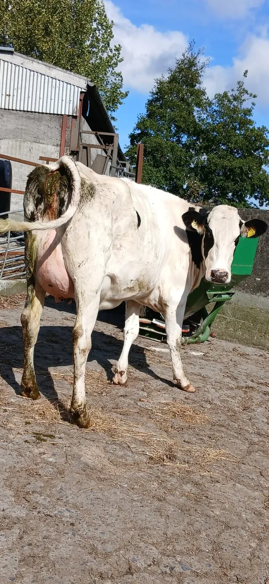 Pedigree 2nd Calver FOR SALE - Image 1