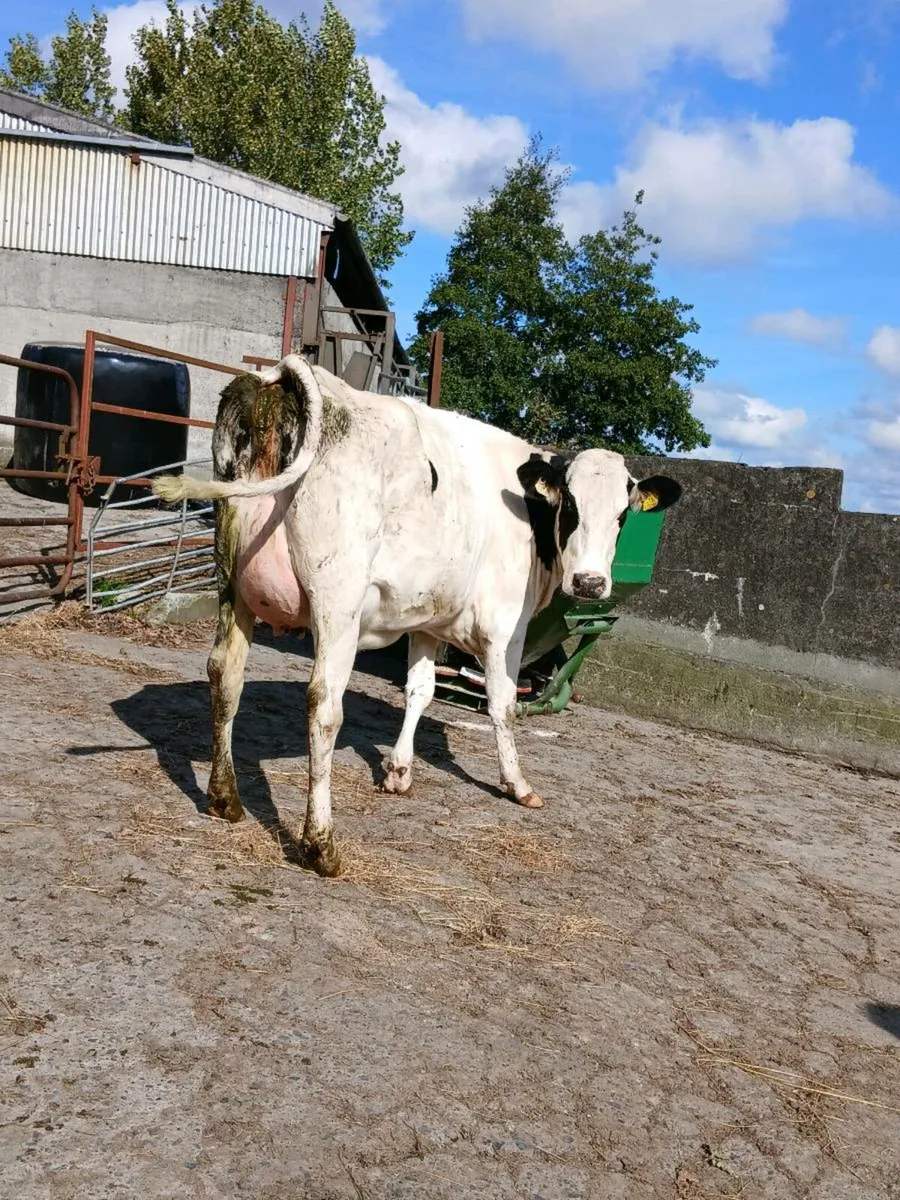 Pedigree 2nd Calver FOR SALE - Image 2
