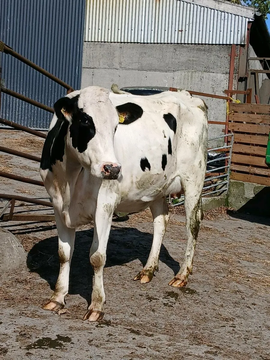 Pedigree 2nd Calver FOR SALE - Image 3
