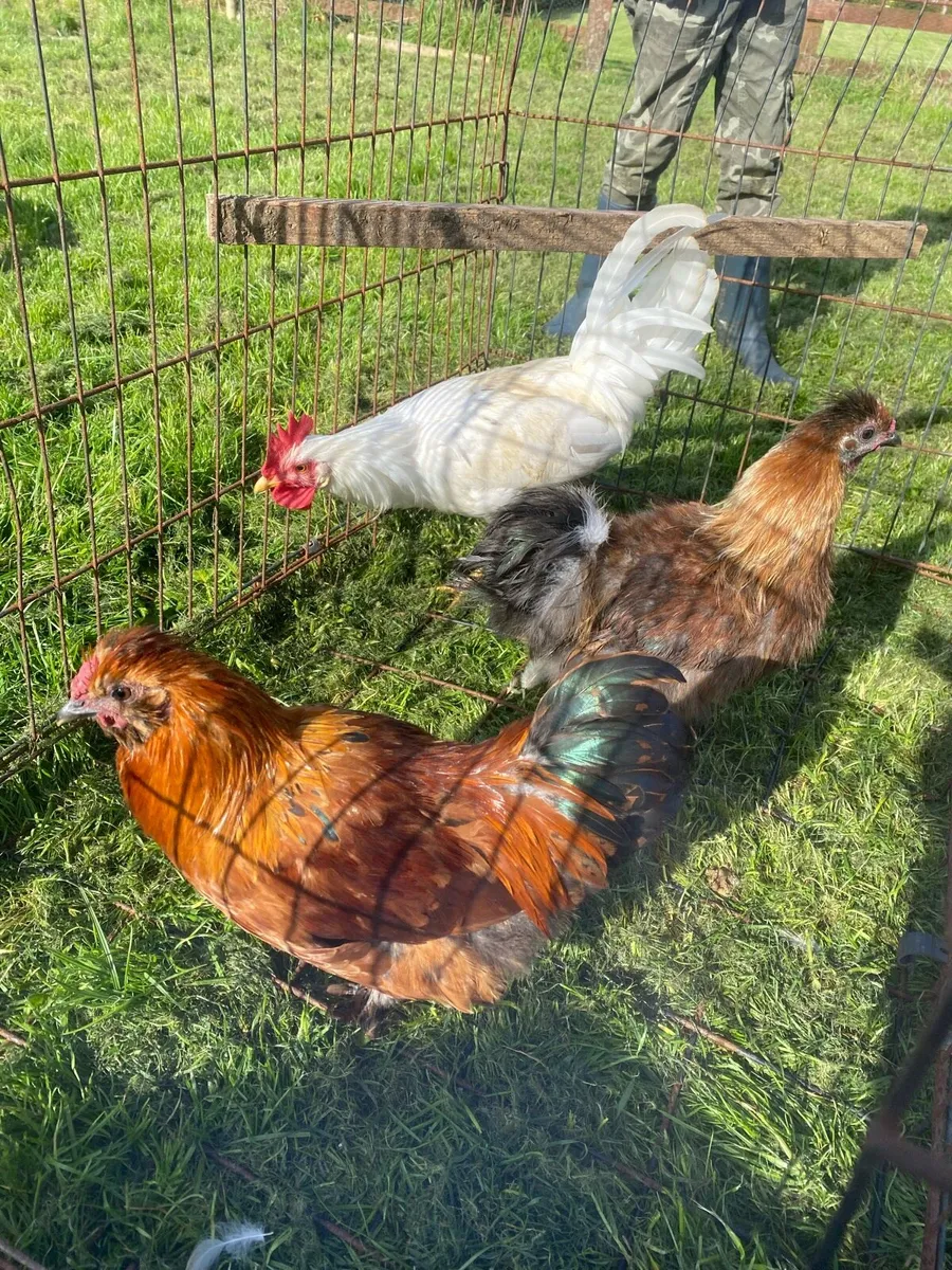 Silkies and a leghorn cock - Image 1