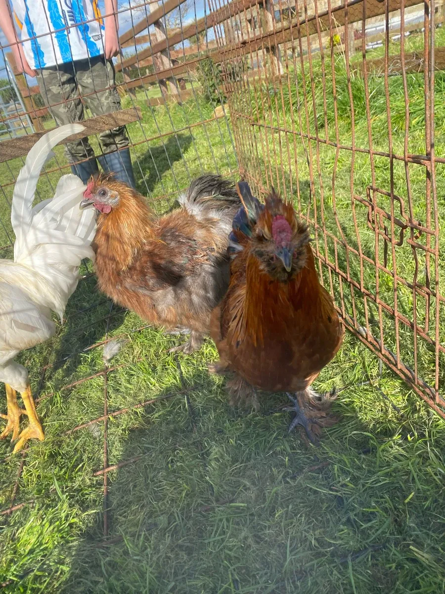 Silkies and a leghorn cock - Image 2