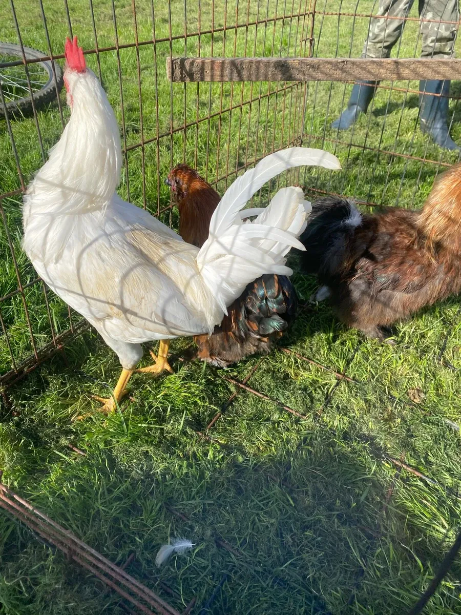 Silkies and a leghorn cock - Image 3