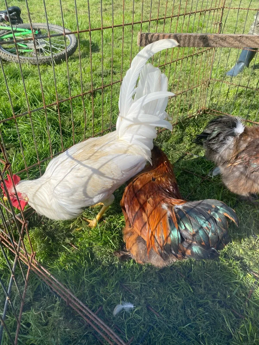 Silkies and a leghorn cock - Image 4
