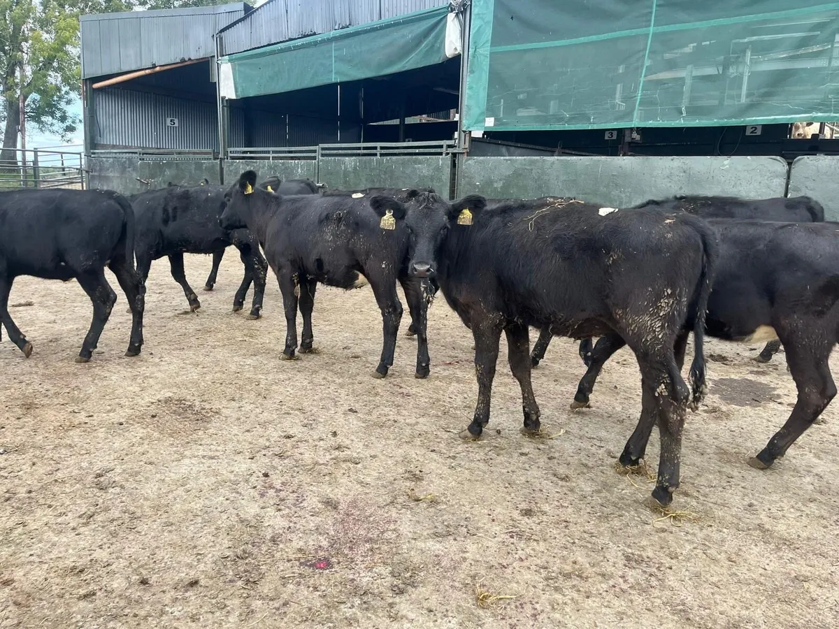 12 super Angus weanling heifers - Image 1