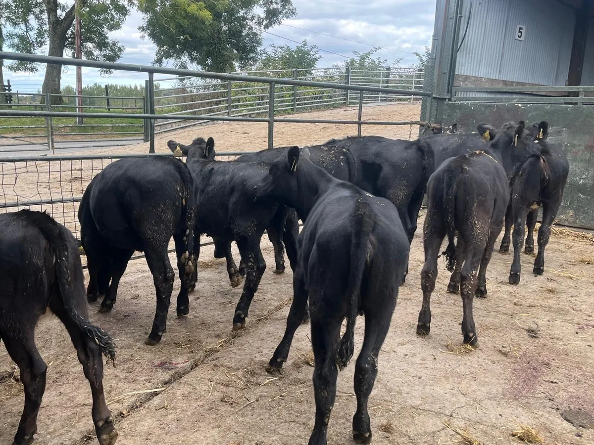 12 super Angus weanling heifers - Image 2