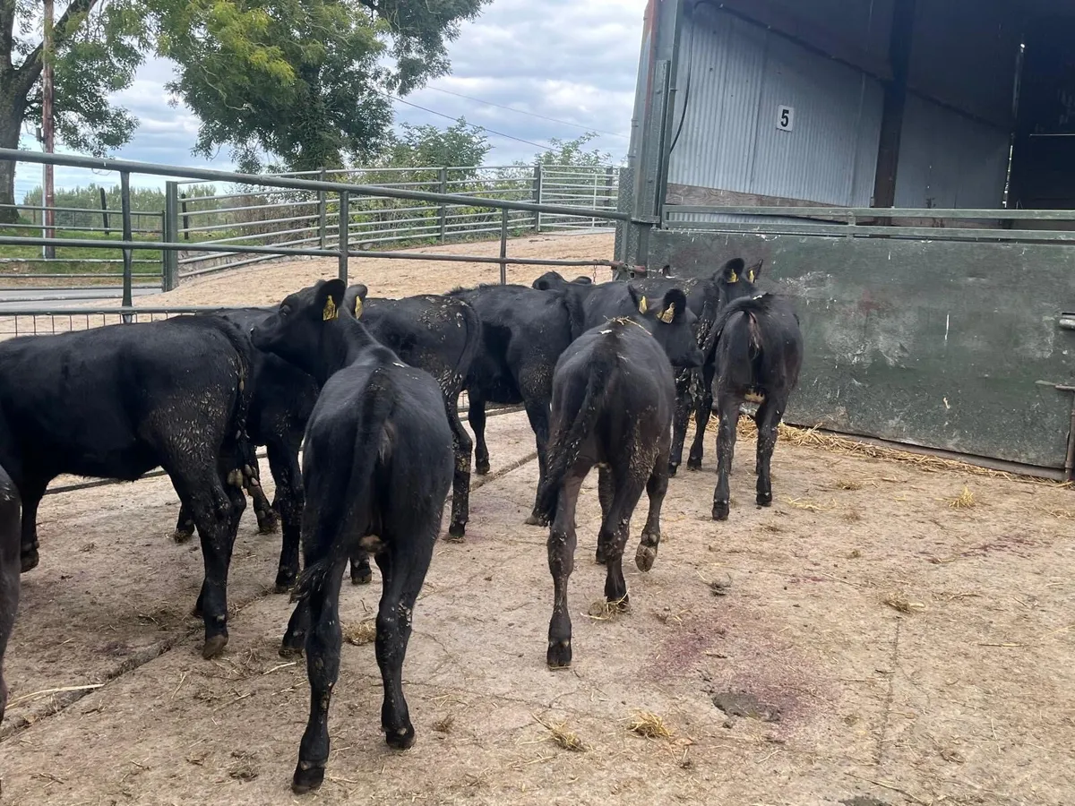 12 super Angus weanling heifers - Image 3