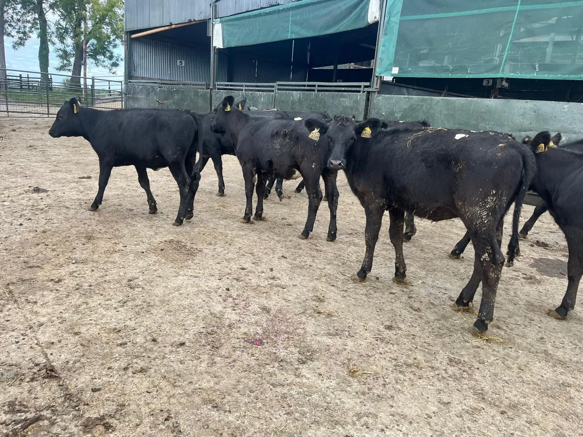 12 super Angus weanling heifers - Image 4