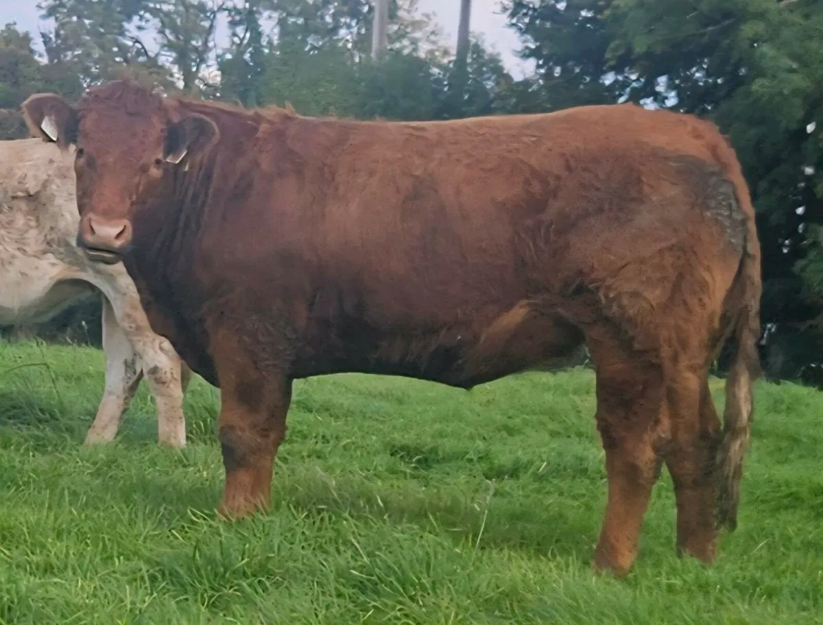 Maiden heifers - Image 2